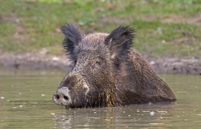 Wildschwein (Sus scrofa) badet, Deutschland|Wild Boar (Sus scrofa) bathing, Germany (KEYSTONE/imageBROKER/Gerken & Ernst)