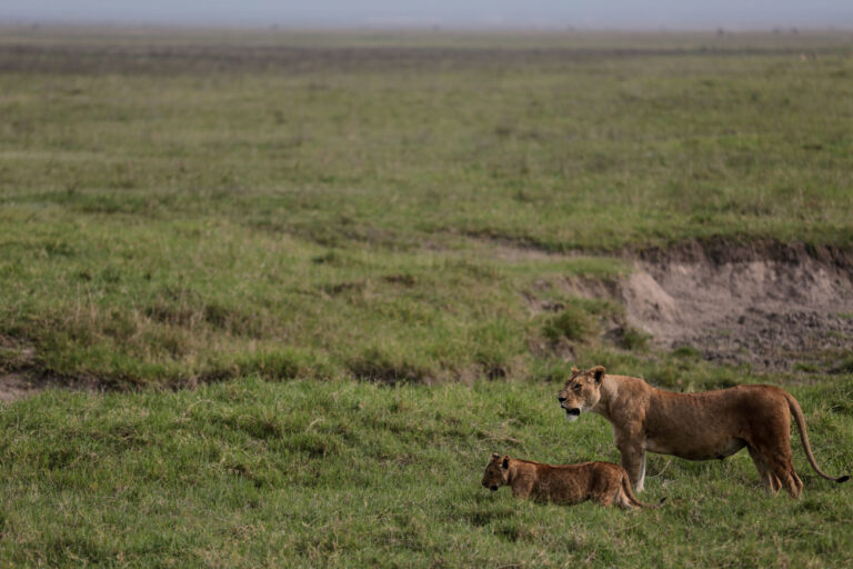 Lions walk in the Ngorongoro Crater in Ngorongoro Conservation Area, west of Arusha, northern Tanzania, Monday, Jan. 19, 2015. According to Tanzanian officials, the crater was formed as a result of a volcanic eruption and collapse three millions years ago and is now one of the most densely crowded African wildlife areas in the world. (AP Photo/Mosa'ab Elshamy)