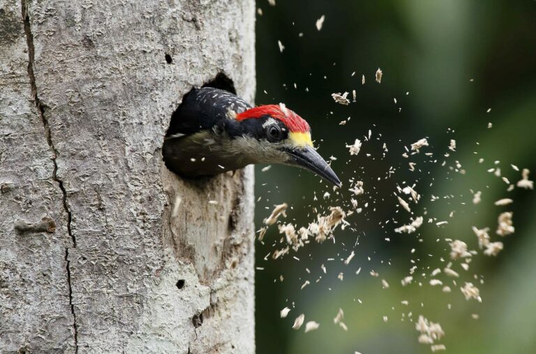 epa04716659 A picture made available on 22 April 2015 shows a woodpecker in a zone of Guapiles, in the province of Limon, Costa Rica, 18 April 2015. Costa Rica marks Earth Day on 22 April 2015. EPA/Jeffrey Arguedas