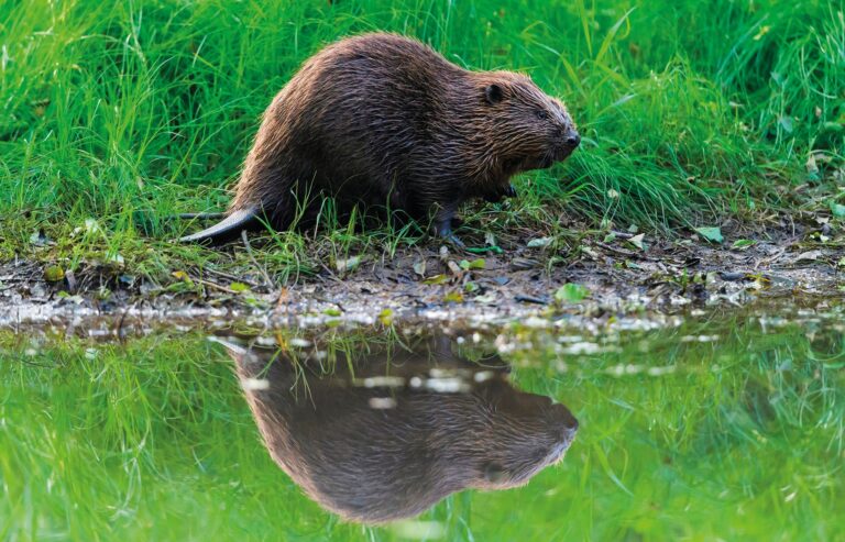 Credit: Raimund Linke / Alamy Stock Photo