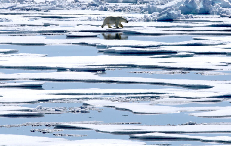 A polar bear walks over sea ice floating in the Victoria Strait in the Canadian Arctic Archipelago, Friday, July 21, 2017. (AP Photo/David Goldman)