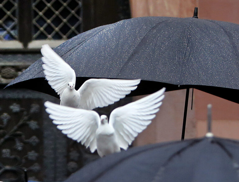 Two white doves ascend between umbrellas in front of the town hall in Frankfurt, Germany, Monday, Oct. 2, 2017. The pigeons come from a wedding couple and fly back to their owner in a nearby small city. (AP Photo/Michael Probst)