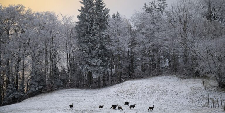 Fresh snowfall in St. Margrethenberg, Switzerland