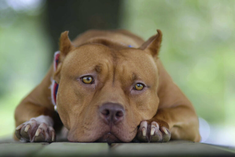 In this July 2019 photo, Sayuri, a 3-year-old pit bull who will make her film debut in Quentin Tarantino's new movie 