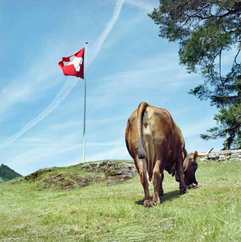 Eine Kuh grast unter der Schweizer Fahne auf der Ruetli Wiese im Kanton Uri, aufgenommen am 30. Mai 2007. (KEYSTONE/Martin Ruetschi)

A cow pastures under the Swiss flag on the Ruetli Meadow in the canton of Uri, Switzerland, pictured on May 30, 2007. The Ruetli is a mountain meadow near Seelisberg where the legendary oath of the Ruetlischwur first occured. Every year on August 1 (Swiss National Day) a reinactment of the forming of the Old Swiss Confederacy happens on the meadow. (KEYSTONE/Martin Ruetschi)