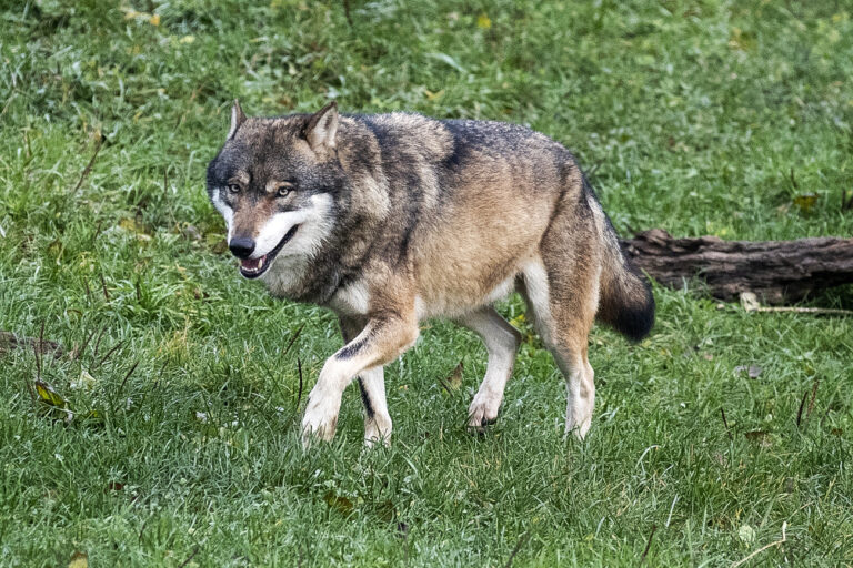 Ein Wolf im Tierpark Goldau, fotografiert am Montag, 25. November 2019. (KEYSTONE/Alexandra Wey)