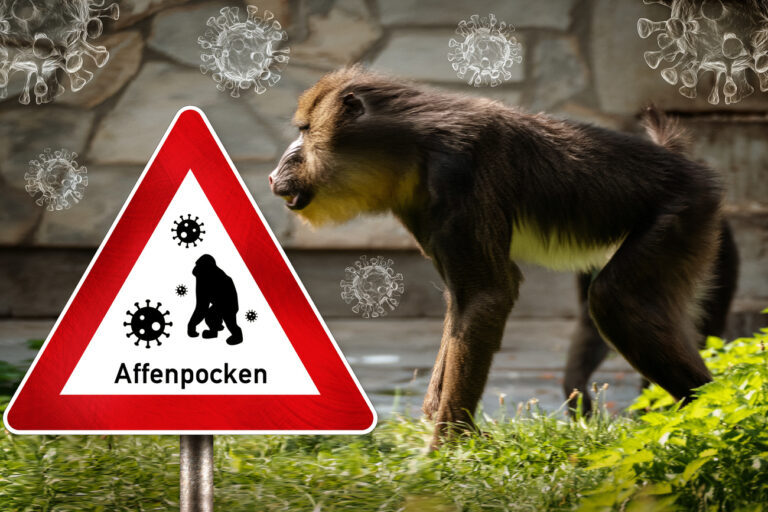 Affe mit Virus Symbolen und Schild mit Aufschrift Affenpocken, Affen Pocken FOTOMONTAGE (KEYSTONE/CHROMORANGE/Michael Bihlmayer)