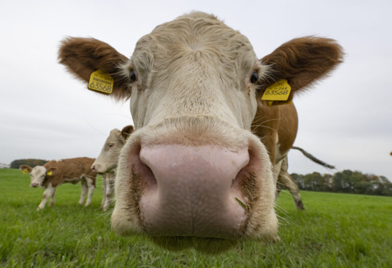 31.10.2022, Hessen, Nieder Erlenbach: Eine Kuh steht auf einer Weide in der Wetterau. Neben ihrem Nutzen in der Landwirtschaft werden Kühe wegen des von ihnen erzeugten Methans von Klimaschützern auch kritisch gesehen. Foto: Boris Roessler/dpa +++ dpa-Bildfunk +++ (KEYSTONE/DPA/Boris Roessler)