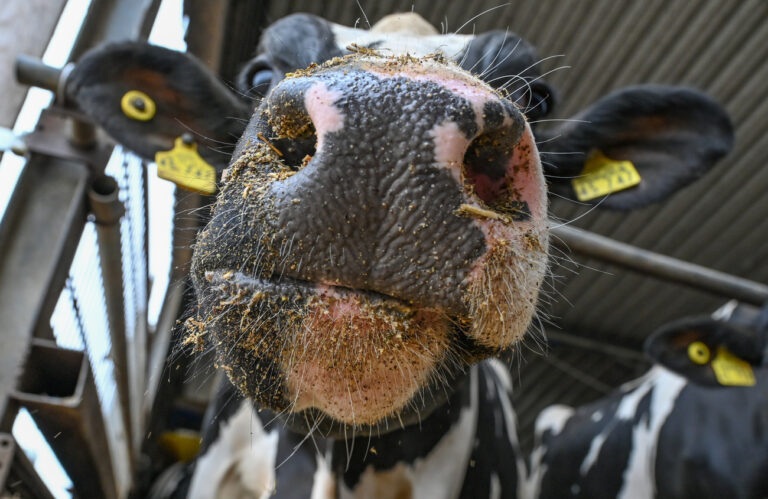 ARCHIV - 11.06.2022, Brandenburg, Angermünde: Eine Milchkuh steht in einem Stall. Zum Klimaschutz will Irland seinen Viehbestand deutlich verringern und erwägt auch die Tötung Zehntausender Milchkühe. (Symbolbild zu «Vorschlag für Klimaschutz: Irland könnte 200 000 Kühe töten») Foto: Patrick Pleul/dpa +++ dpa-Bildfunk +++ (KEYSTONE/DPA/Patrick Pleul)