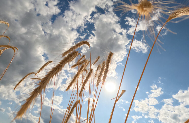 13.07.2023, Baden-Württemberg, Stuttgart: Getreide auf einem Feld wird von der Sonne des späten Nachmittags beschienen. Foto: Bernd Weißbrod/dpa +++ dpa-Bildfunk +++ (KEYSTONE/DPA/Bernd Weißbrod)