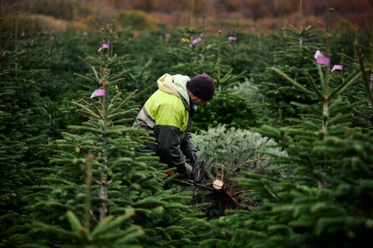 09.11.2023, Nordrhein-Westfalen, Anröchte: Ein Weihnachtsbaum wird auf einer Anbaufläche vom Familienbetrieb Dünnebacke-Strugholz zugeschnitten. Zur Saisoneröffnung wurde der erste Weihnachtsbaum geschlagen. Foto: Bernd Thissen/dpa +++ dpa-Bildfunk +++ (KEYSTONE/DPA/Bernd Thissen)