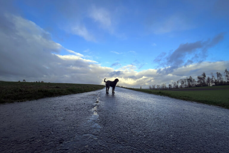 Ein Hund steht auf einem nassen Weg, am Mittwoch, 15. November 2023 in Zuerich. Nach heftigen Niederschlaegen und starkem Wind die letzen Tage, werden die Schauer am Mittwoch seltener und der Wind schwaecher. (KEYSTONE/Michael Buholzer).