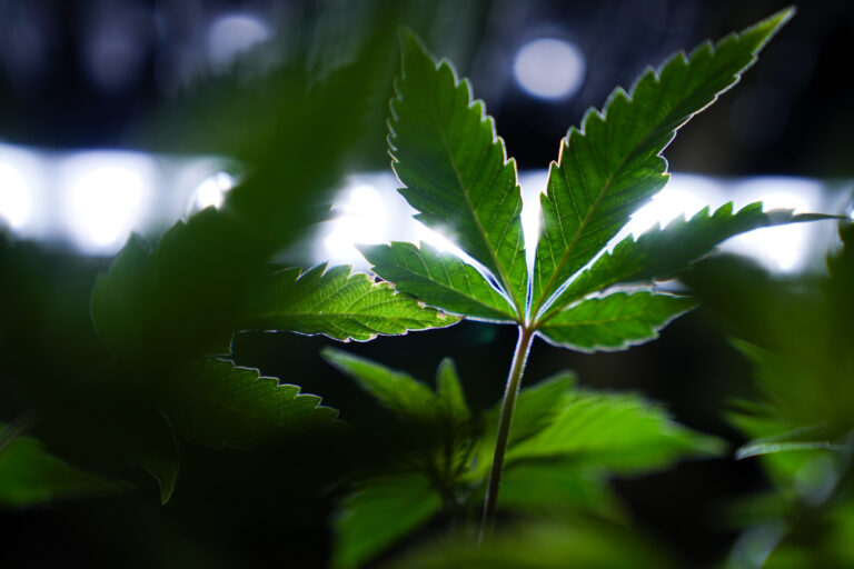 Cannabis clones are displayed for customers at Home Grown Apothecary, Friday, April 19, 2024, in Portland, Ore. (AP Photo/Jenny Kane)