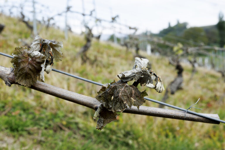 Des feuilles de vigne brulees par le gel suite a un episode de gel intense durant ces dernieres nuits sont photographies dans les vignes de Alain Duvernay, ce mercredi 24 avril 2024 a Dardagny pres de Geneve. (KEYSTONE/Salvatore Di Nolfi)