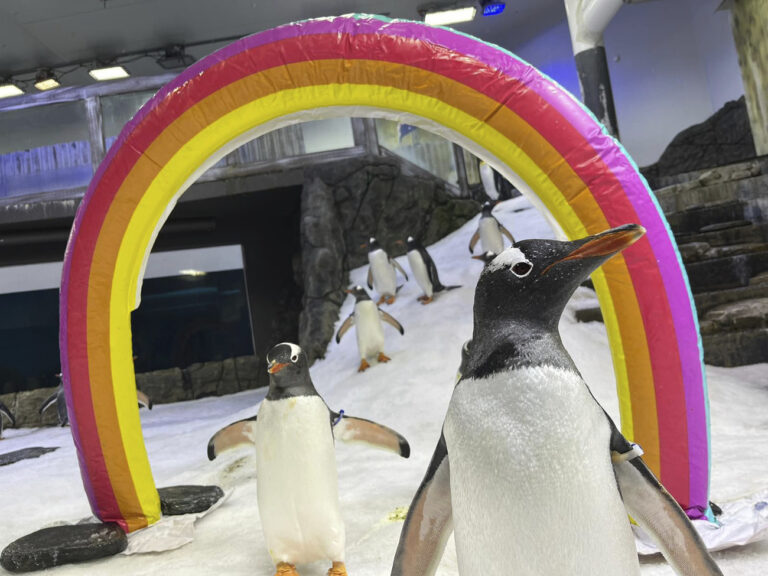 In this undated photo provided by the Merlin Entertainments Group, gentoo penguins Sphen, right, and Magic, left, walk under a rainbow arch at the SEA LIFE Sydney Aquarium in Sydney, Australia. (Merlin Entertainments Group via AP)