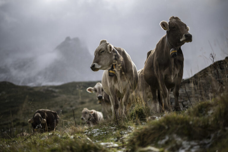 Kuehe stehen bei starkem Wind im ersten Schnee, am Freitag, 13. September 2024, am San Bernardinopass in Hinterrhein. (KEYSTONE/Gian Ehrenzeller)