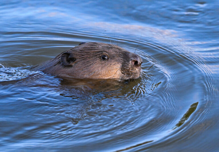 28.09.2024, Brandenburg, Groß Neuendorf: Ein Biber schwimmt im Hochwasser des deutsch-polnischen Grenzflusses Oder im Oderbruch. Die Wasserstände in den Hochwassergebieten an der Oder gehen weiter leicht zurück. Die Alarmstufe 3 wird nach Angaben von Brandenburgs Umweltminister noch einige Tage andauern. Foto: Patrick Pleul/dpa +++ dpa-Bildfunk +++ (KEYSTONE/DPA/Patrick Pleul)