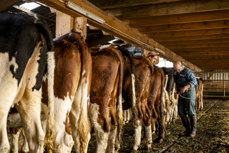 Le veterinaire Gregoire Theubet ausculte une vache a l'aide d'une echographie suite a une suspicion de la maladie de la langue bleue dans la ferme de l'eleveur Corentin Marchand le vendredi 8 novembre 2024 a Epiquerez dans le Jura. La maladie de la langue bleue continue a se propager dans le canton du Jura. Ce sont desormais a ce jour 250 exploitations agricoles sur les quelque 1000 que compte le canton qui sont touchees. (KEYSTONE/Jean-Christophe Bott)