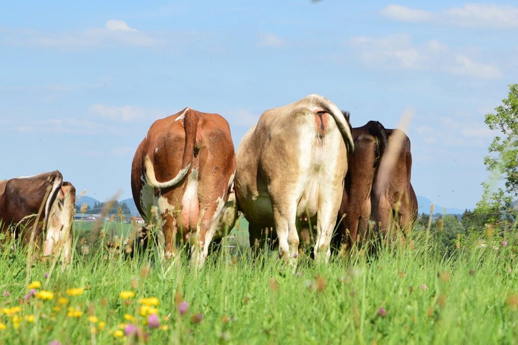 Steuerinspektoren auf die Alm: Berlin denkt über eine Furz-Steuer für Kühe nach