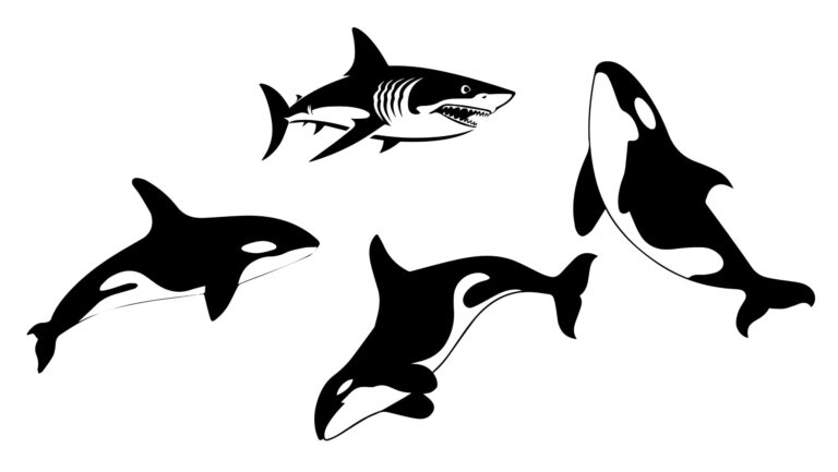 ORCA, ORKA, SCHWERTWAL, KILLER WAL,